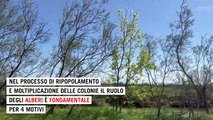 Nella laguna di Venezia cresce un bosco che moltiplica i pesci