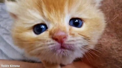 A stern man's Ear was Attacked by a Tiny Kitten