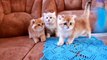 Adorable Three Little Funny Kittens ♥️ 7,5 weeks _ Cute Kittens Video