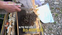 [HOT] Beekeepers on alert for disappearing bees,생방송 오늘 아침 230503