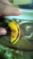 Small a banana kids of banana