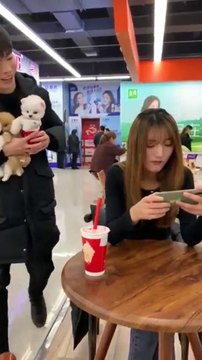 toy pom dog in cup cute Pomerania puppy very small dog pocket pom dhamaka