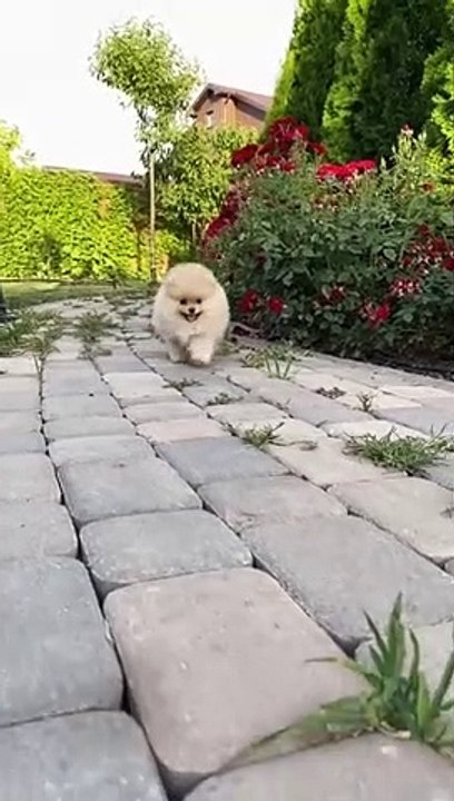 Cute Puppies ❤️