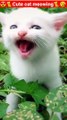Cat Meowing_Cat Sound_ Cute Cat Videos #shorts #cat #cats #dog #puppy #catlover #catfunnyshorts