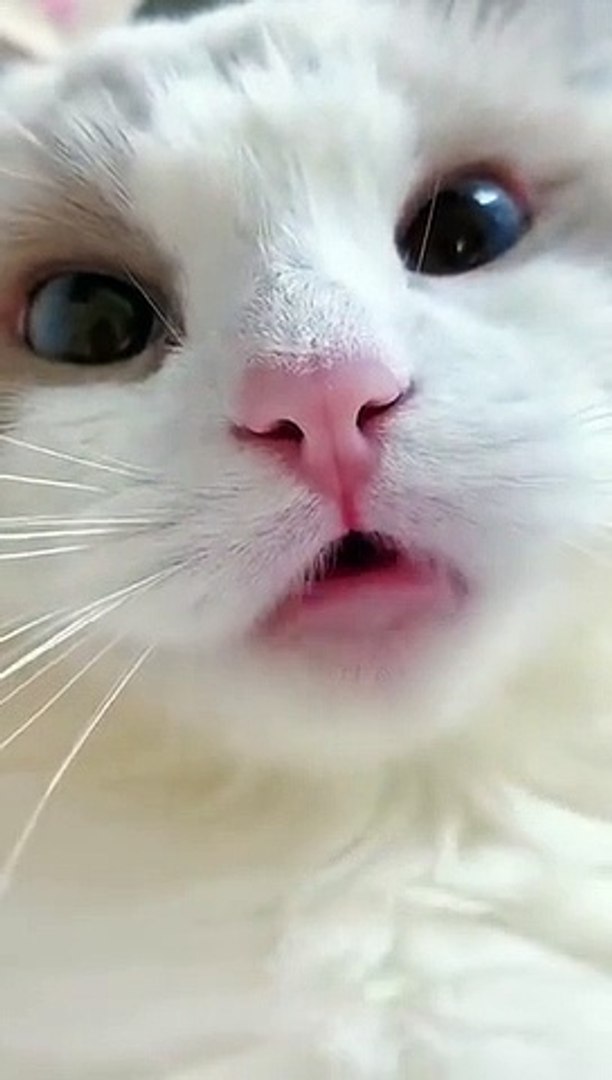 Tik tok cat funny video discount
