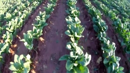 Cigarettes prices to rise as part of government crackdown on smoking