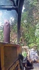 Doser tambang logging