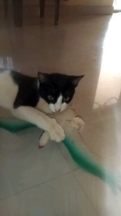 Cat Funny Cute Video