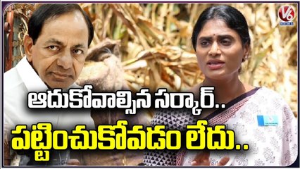 Sharmila Fires On CM KCR For Not Responding On Crop Loss _ V6 News