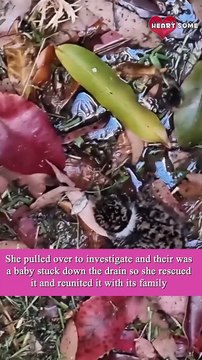 Kind Lady Rescued A Baby Bird Trapped In Drain || Heartsome