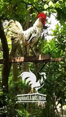 CHICKEN LAUGHING CRAZY