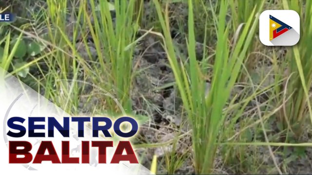 PAGASA: El Niño, posibleng magsimula sa mga buwan ng Hunyo, Hulyo, o Agosto