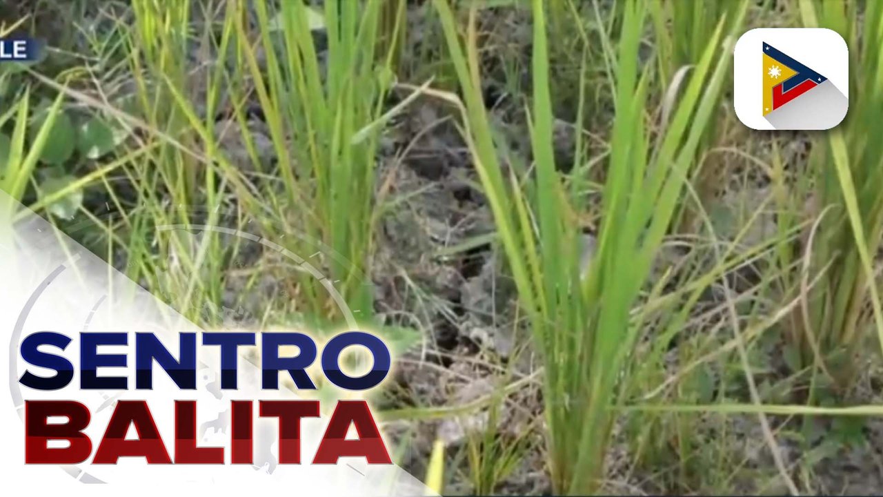 PAGASA: El Niño, posibleng magsimula sa mga buwan ng Hunyo, Hulyo, o Agosto