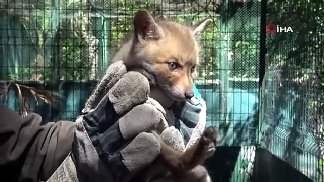 Yol yapım çalışması sırasında bulunan yavru tilki koruma altına alındı