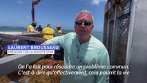 En Martinique, l'union fait la force pour lutter contre les sargasses