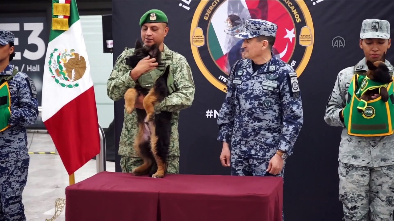 Arama kurtarma köpeği Proteo anısına Türkiye'den Meksika'ya anlamlı jest