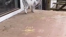 FUNNY SHORTS