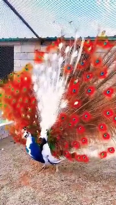 Strange Peacock..