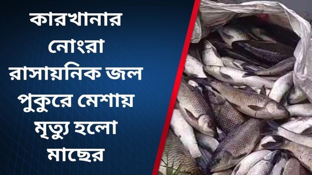 উলুবেড়িয়া: কারখানা থেকে আসছে বিষ জল, লোভনীয় মাছ এভাবেই শেষ