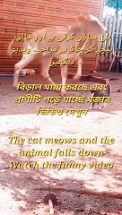 The cat meows and the animal falls down Watch the funny video