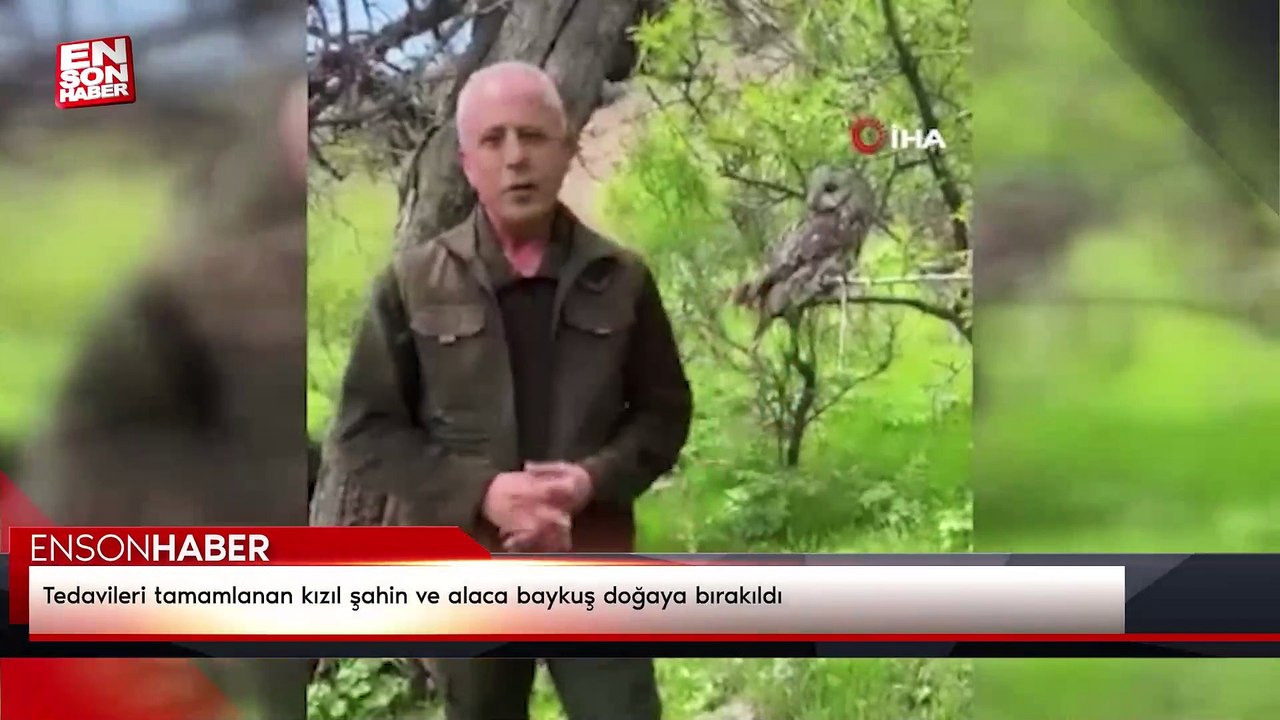 Tedavileri tamamlanan kızıl şahin ve alaca baykuş doğaya bırakıldı
