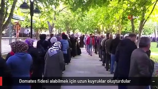 Domates fidesi alabilmek için uzun kuyruklar oluşturdular