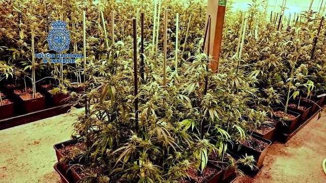 Detenidas 16 personas vinculadas a un clan serbio extremadamente violento por tráfico de drogas