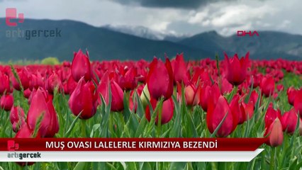Muş Ovası, lalelerle kırmızıya büründü