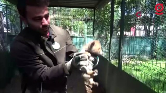 Yol yapım çalışması sırasında bulunan yavru tilki koruma altına alındı