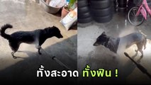 ธุรกิจใหม่มาแรง ล้าง อัด ฉีดหมา สะอาดฟินยันรูขุมขน