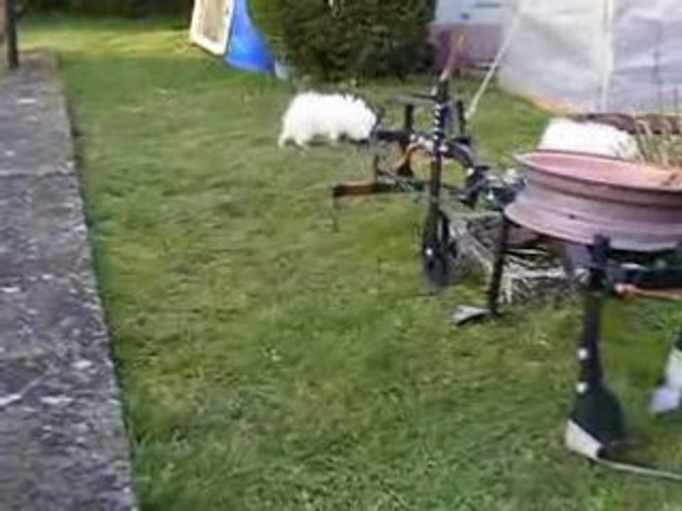 Dans  le jardin de papy