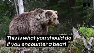 This is what you should do if you encounter a bear!