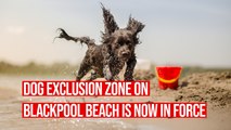 This is why you can't take your dog for a walk on the beach in Blackpool