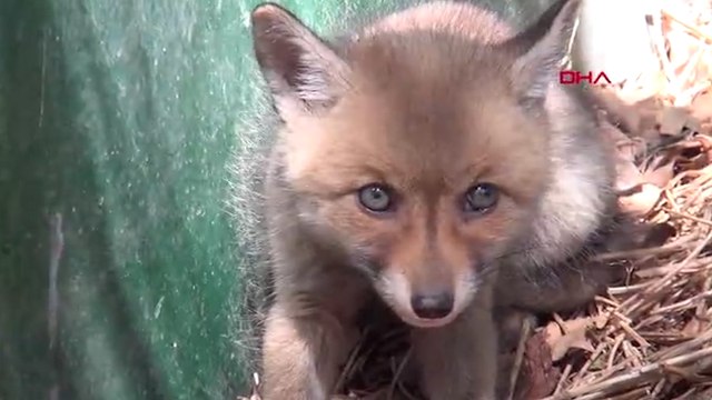 Yol çalışması sırasında bulundan yavru tilki, koruma altına alındı