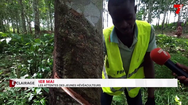 Fête du travail : les attentes des jeunes hévéaculteurs