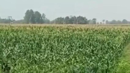 ফালাকাটা: স্বস্তির মাঝেও বিপাকে কৃষকরা..আশায় বুক বেঁধে কপালে চিন্তার ভাজ..