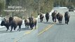 BISON CROSSING CHAOS! One friend's calm, the other panics!