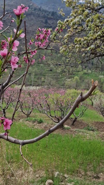 Blossom 