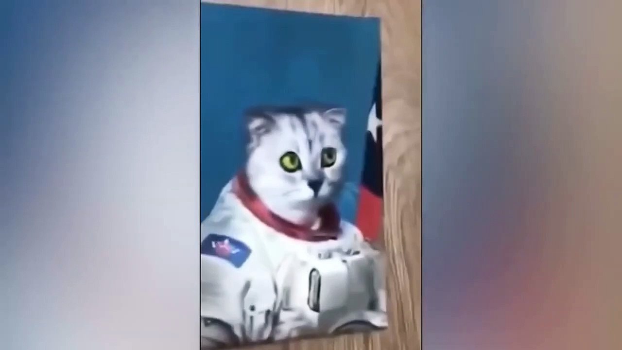 Ready to laugh  Funniest Animals Video - Best Cats  and Dogs Videos