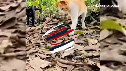 Kedi ve yılan karşı karşıya kaldı! Şaşırtan saldırı böyle sonlandı...