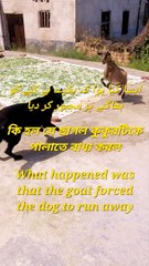 What happened was that the goat forced the dog to run away