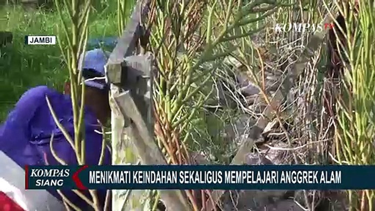 Keren! Taman Anggrek Srisodewi Simpan Puluhan Jenis Anggrek untuk Edukasi di Jambi