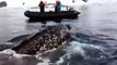 Une baleine fait la belle en Antarctique, pour le plus grand bonheur des touristes