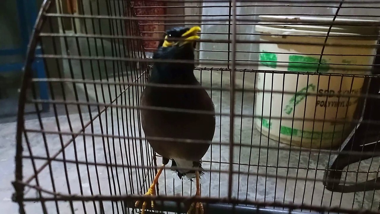 Funny Bird Video | Animals Funny Video | Funniest Bird - video Dailymotion