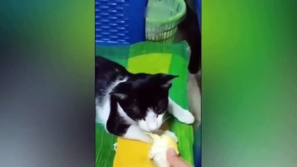 Ready to laugh  Funniest Animals Video - Best Cats  and Dogs Videos
