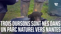 Trois oursons baribal sont nés dans un parc naturel, près de Nantes