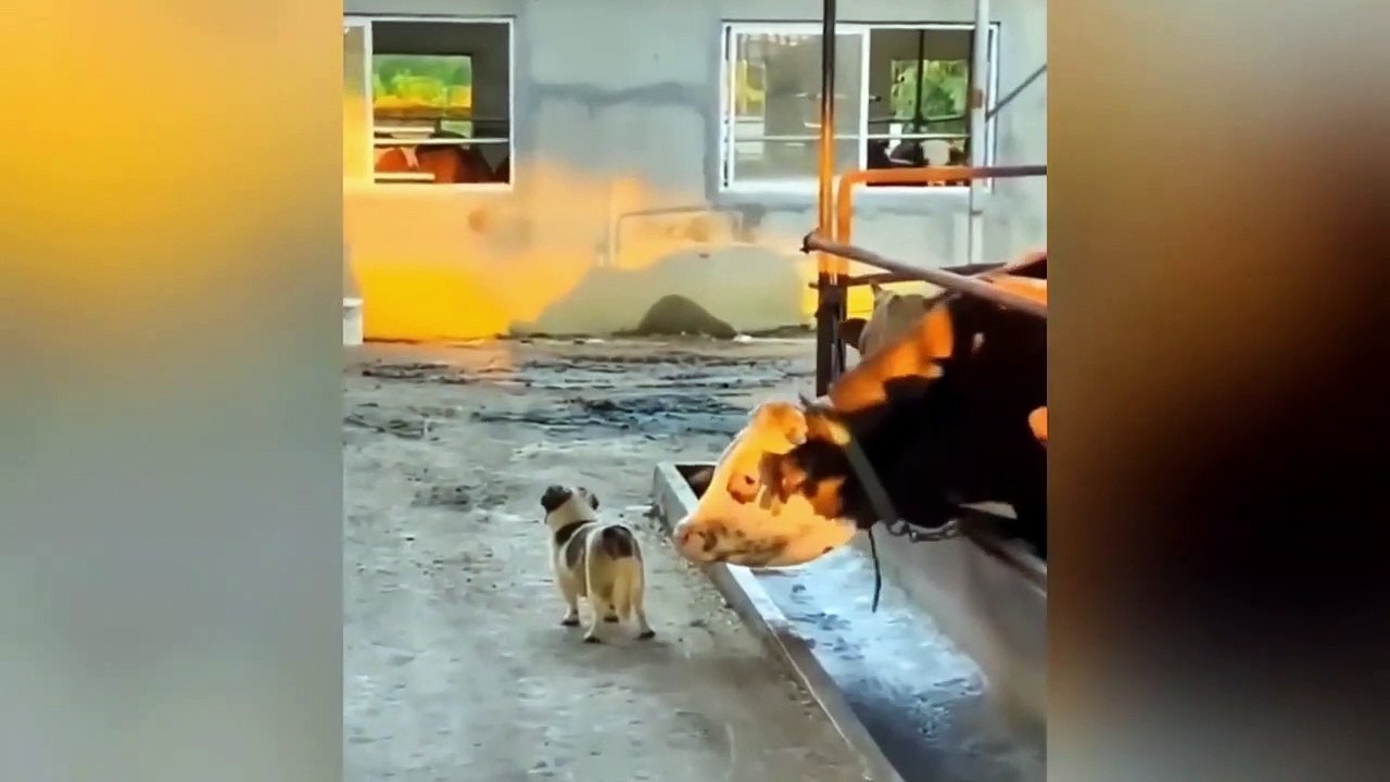 Ready to laugh  Funniest Animals Video - Best Cats  and Dogs Videos