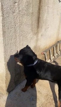 Dog Fear From Hand Shadow | Animals Funny Moments | Dog Funny Moments | Funny Animals | Cute Pets