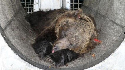 İtalya'da 1 kişiyi öldüren ve 2 kişiyi yaralayan saldırgan ayının idamı istendi