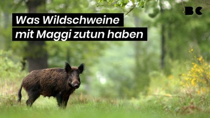 Was Wildschweine mit Maggi zu tun haben